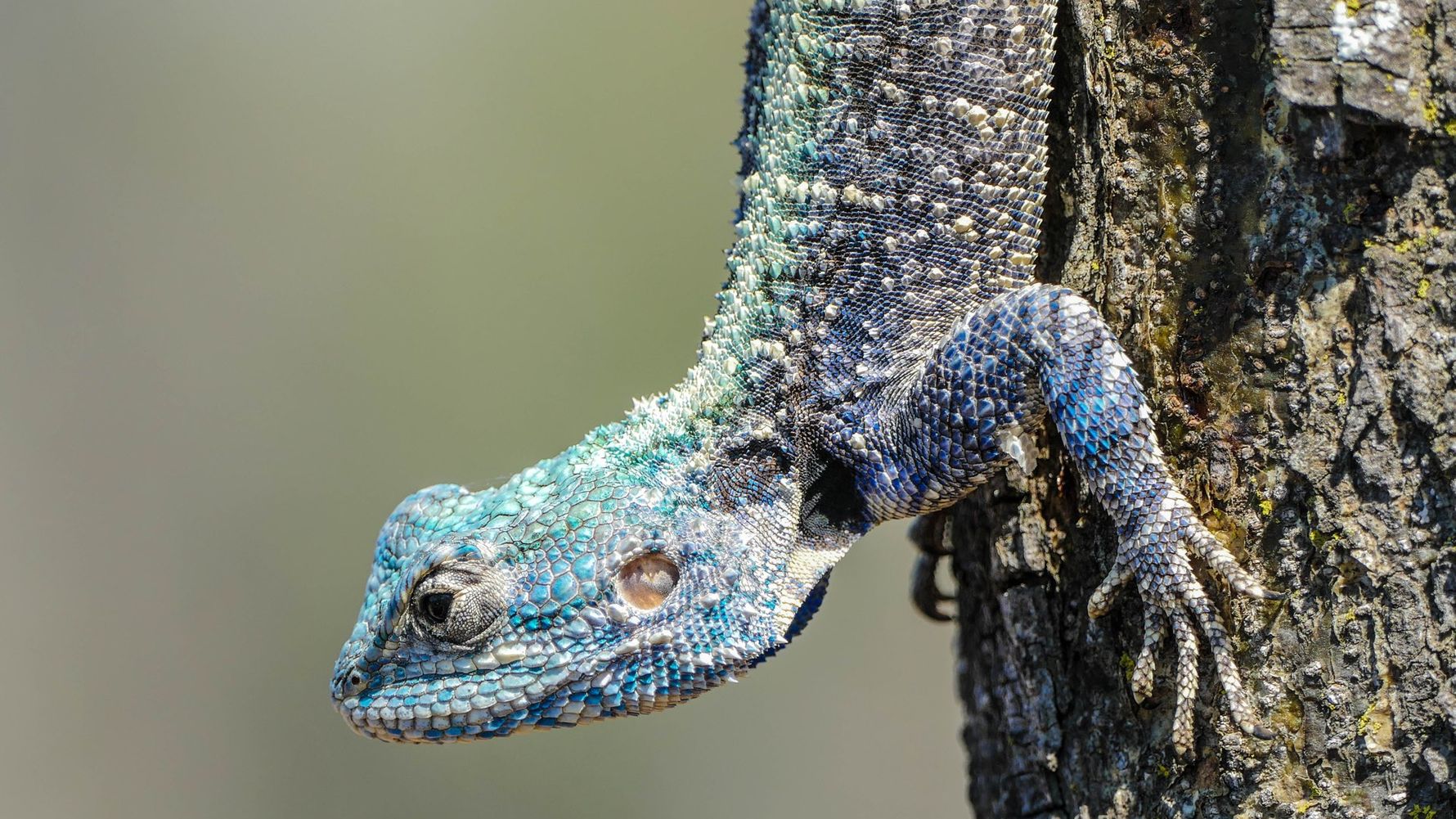 erfahrungsbericht-suedafrika-rangerausbildung-kundenfotos-echse-natucate