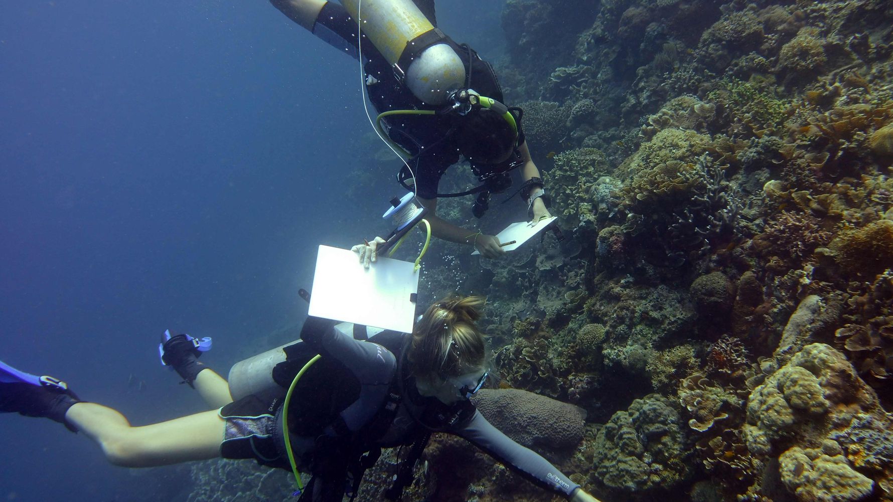 Volunteers tauchen fuer Artenschutz-Arbeiten vor der Kueste der Philippinen