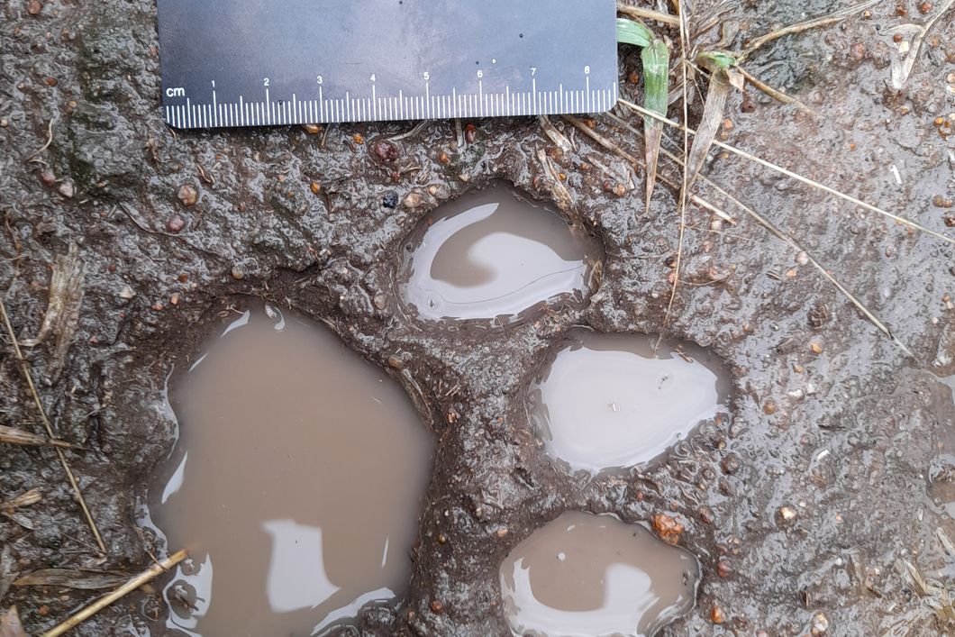 natucate-nature-travel-animal-tracking-expedition-track-lion