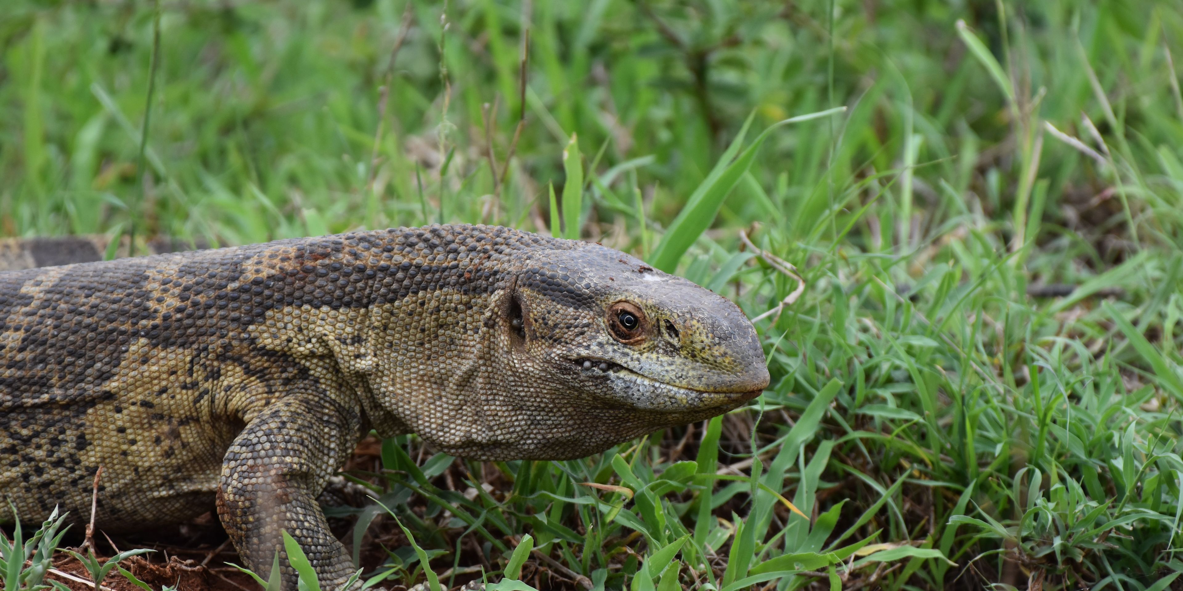 natucate-internship-south-africa-zululand-monitor