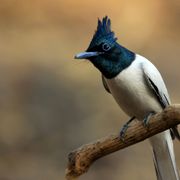 natucate-blog-nepal-bird-watching-himalaya-paradise-flycatcher