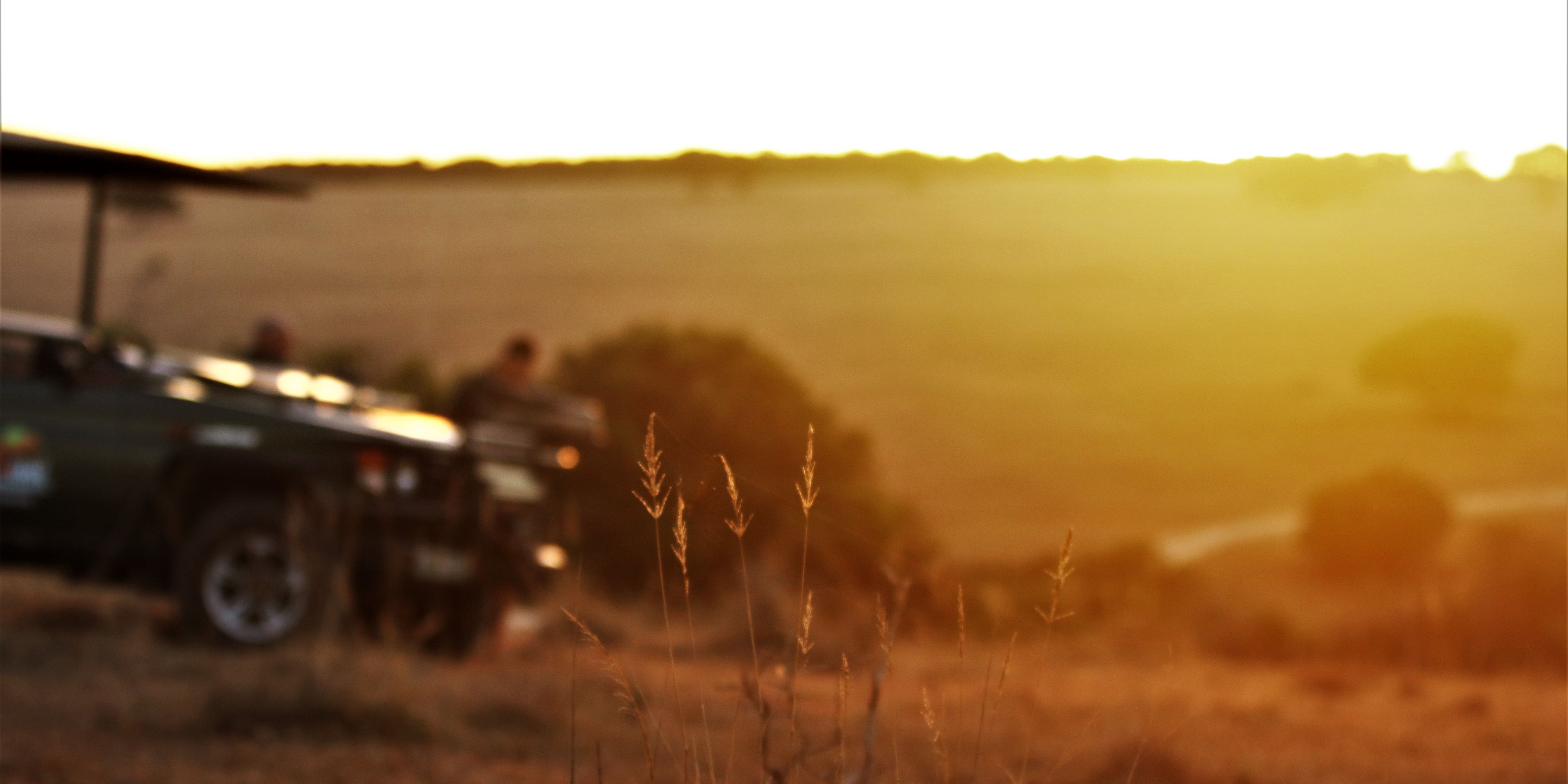 Sonnenuntergang im suedafrikanischen Ostkap; im Vordergrund Grashalme, im Hintergrund ein Gelaendewagen und die afrikanische Savanne