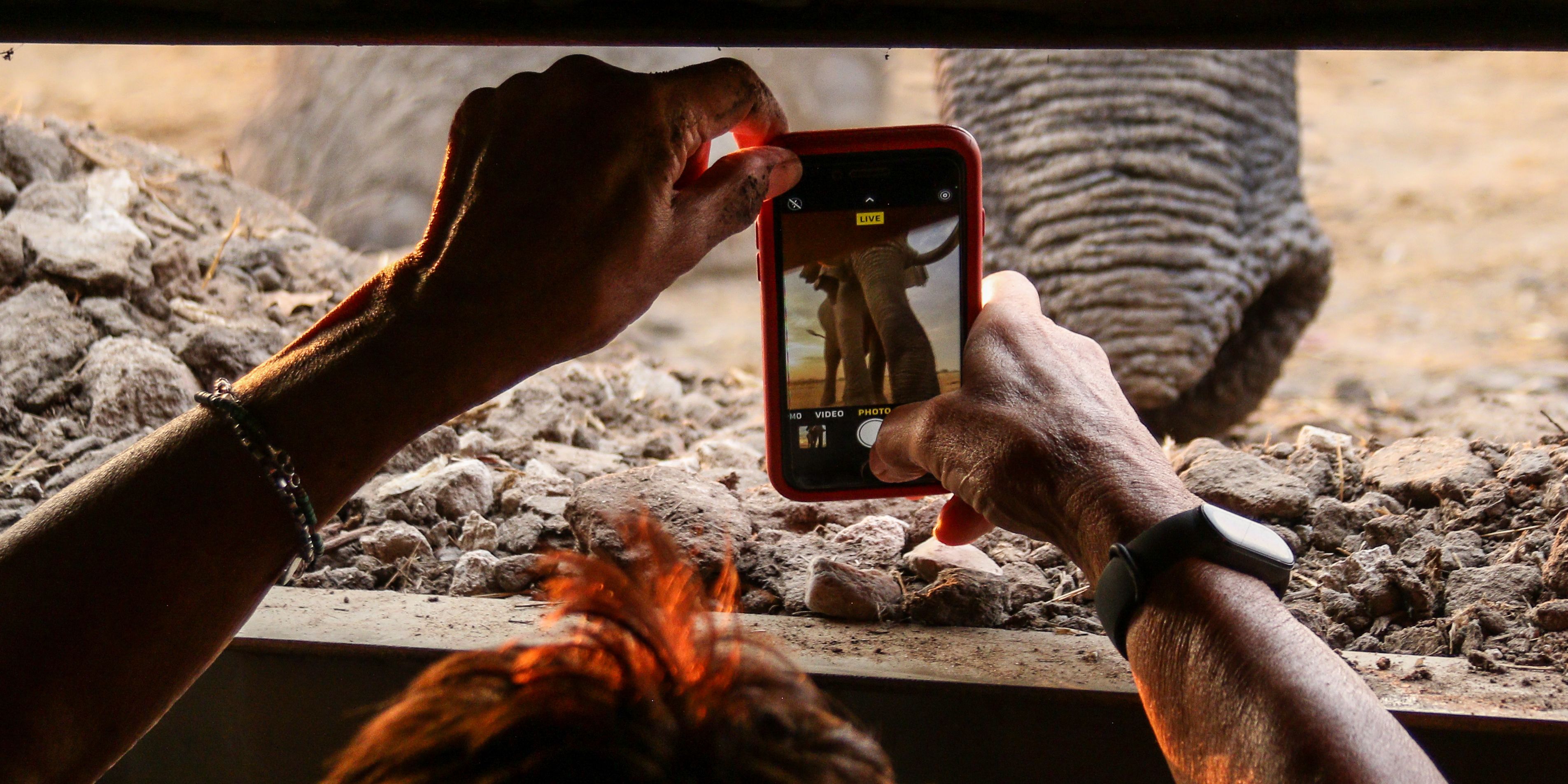 natucate-private-wilderness-experience-hwange-zimbabwe-hide-elephant-phone