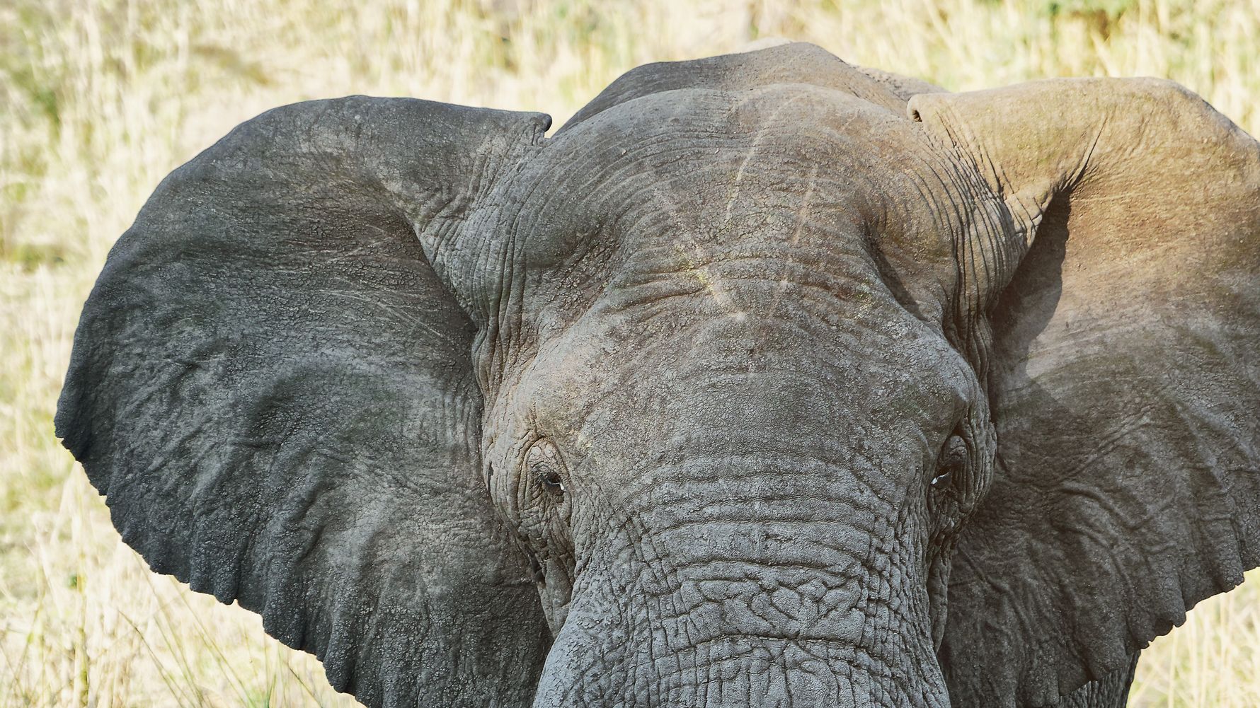 EcoQuest Rangerausbildung in Südafrika Elefanten