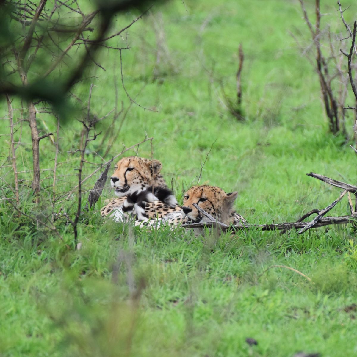 natucate-blog-news-field-visit-zululand-tadj-cheetah