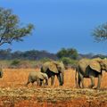 sambia-laenderinformationen-suedluangwa-elefanten-savanne-natucate