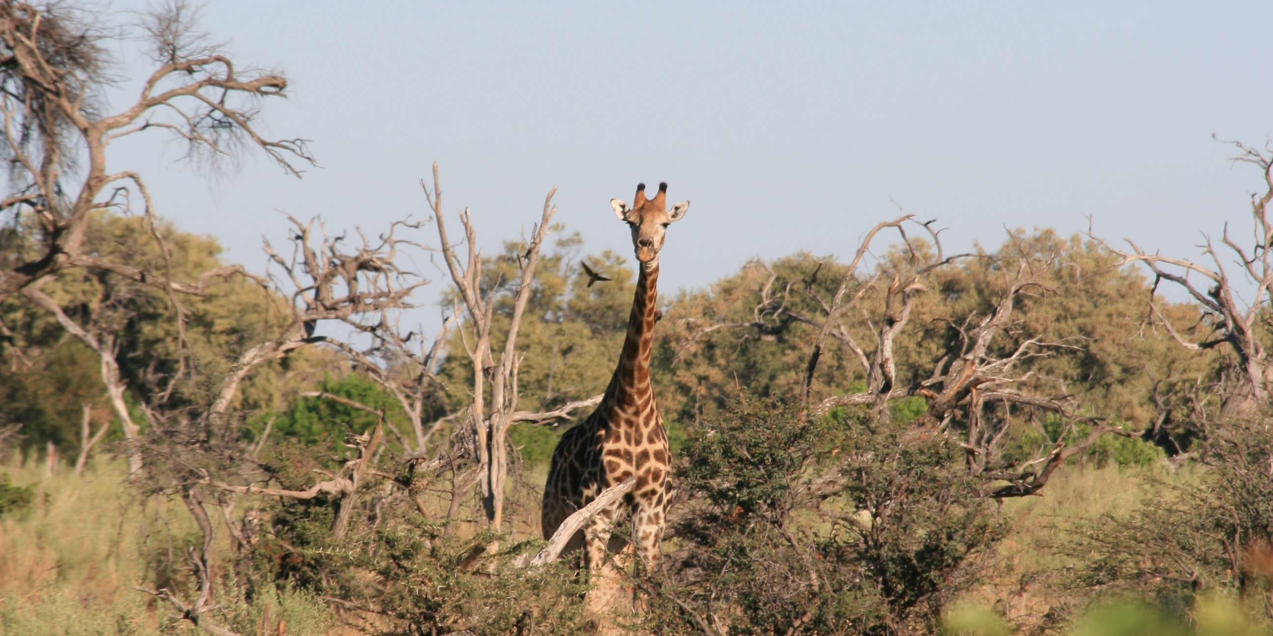 Sichtung einer Giraffe bei Ausflug des Natur- und Rangerkurses in Botswana