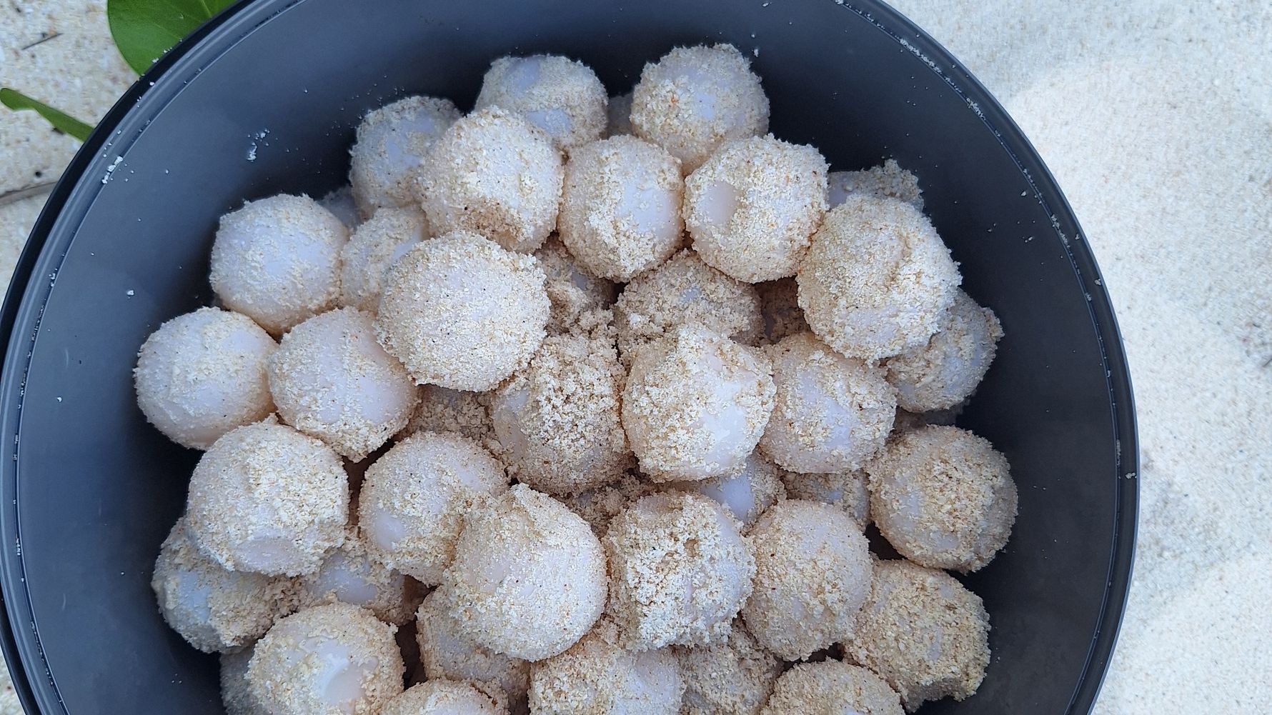 natucate-blog-review-seychelles-north-island-lydia-turtle-eggs