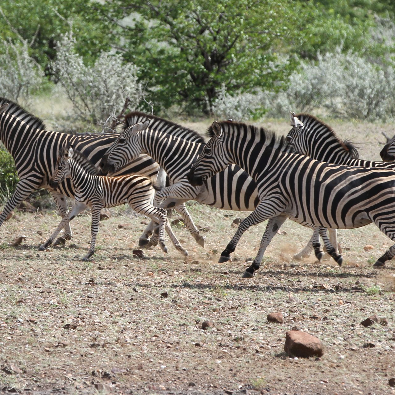 erfahrungsbericht-field-guide-kurs-suedliches-afrika-zebras-natucate