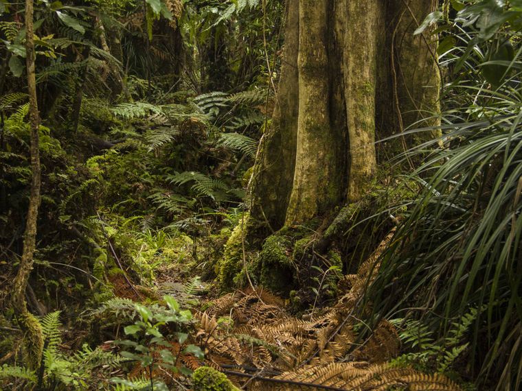 blog-ratgeber-neuseeland-kauri-coast-baum-natucate