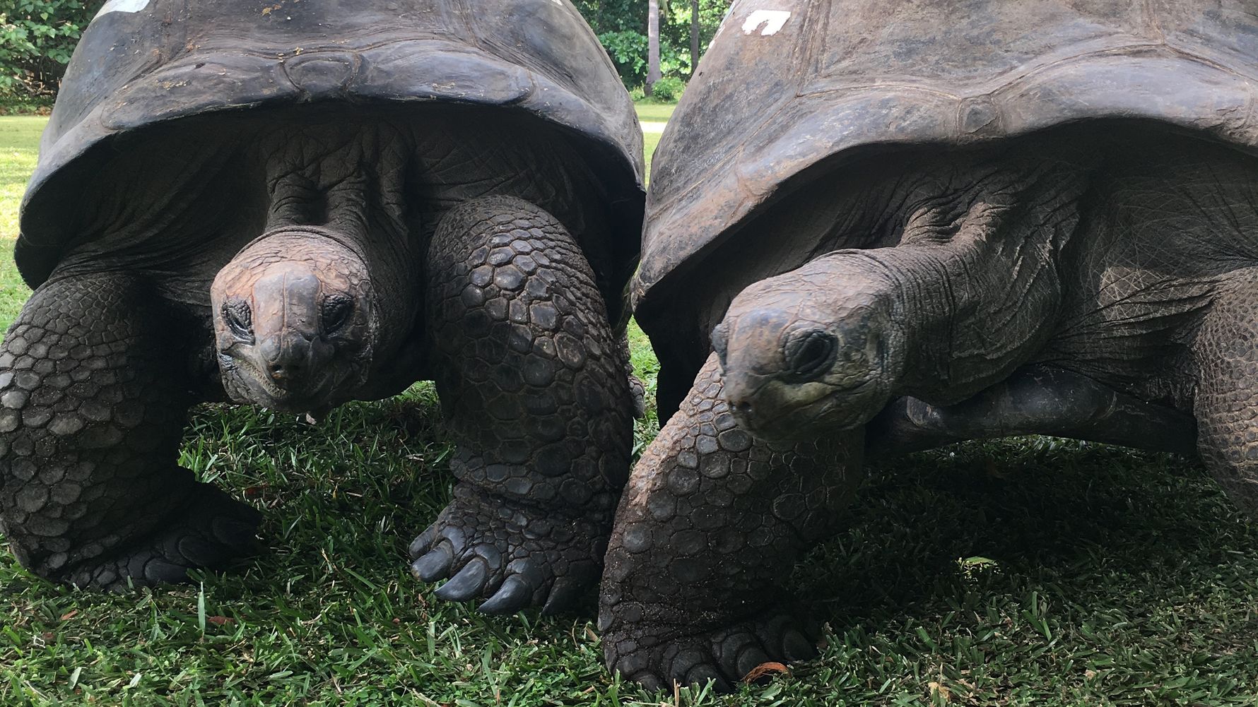 freiwilligenarbeit-seychellen-artenschutz-erfahrungsbericht-kundenfotos-schildkroeten-natucate