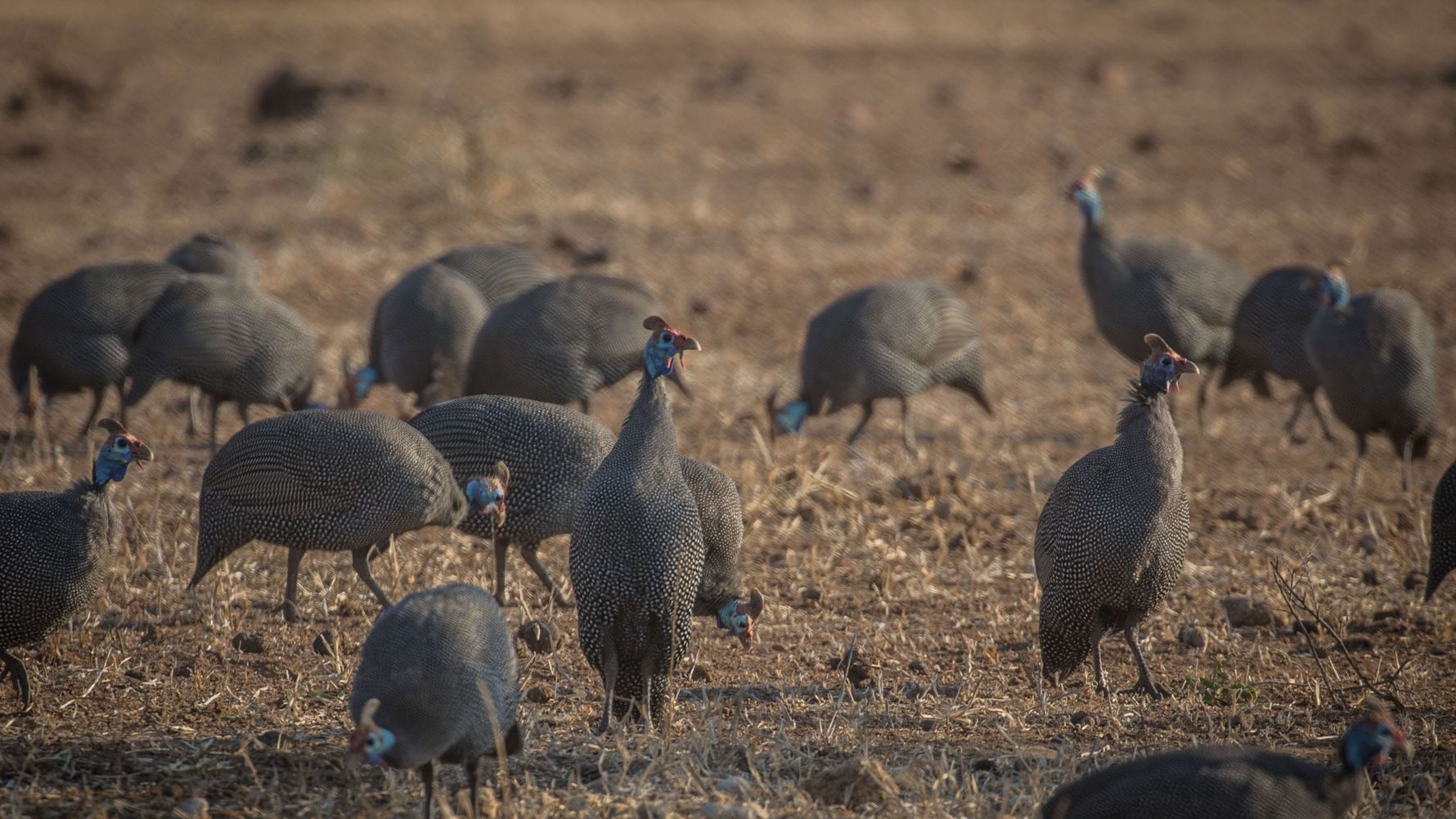 naturwissen-blog-afrika-blog-natucate