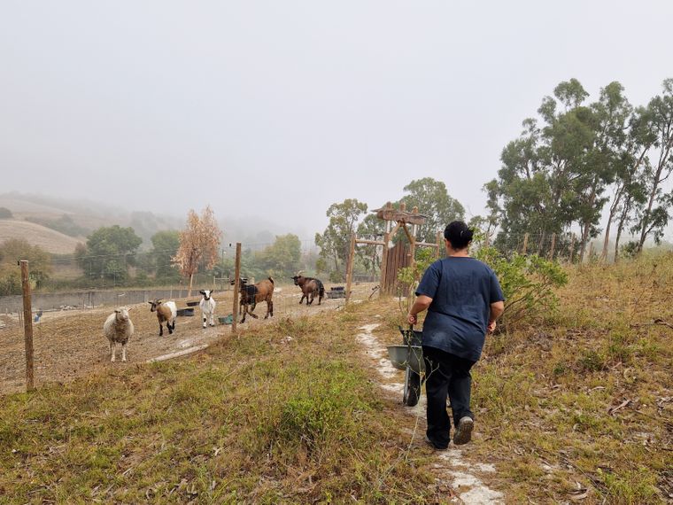 natucate-blog-review-portugal-animal-welfare-meghan-goat-area