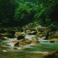 Flusslauf im Regenwald