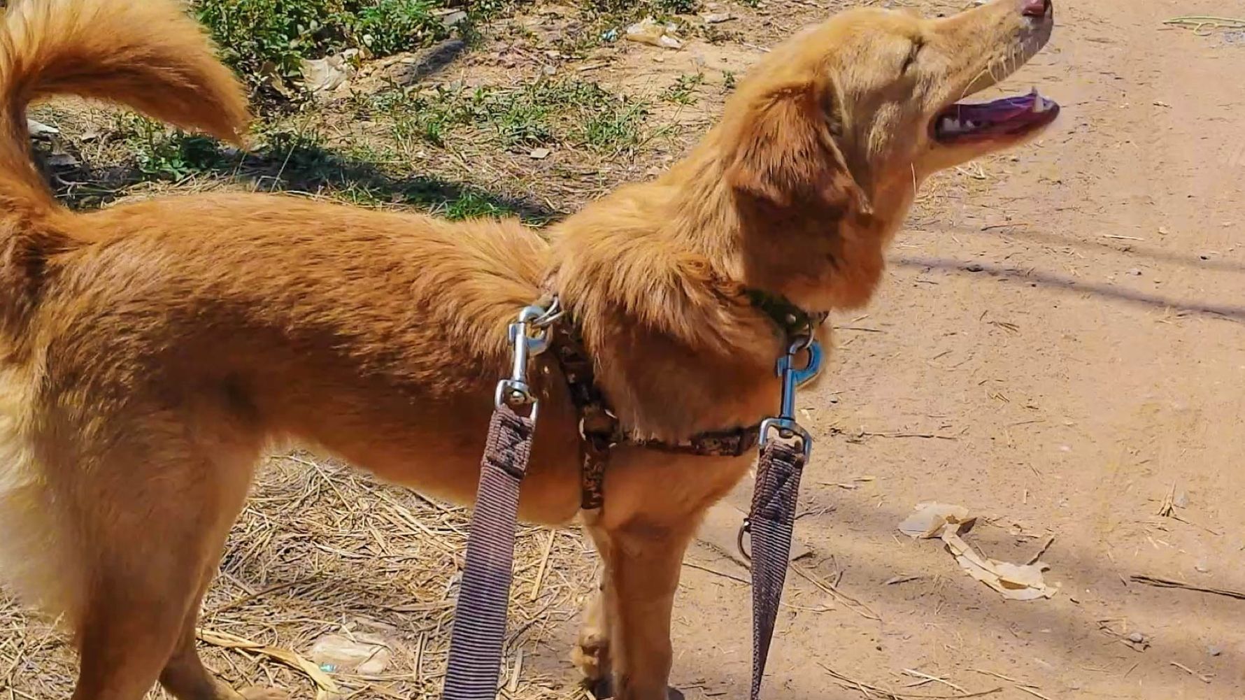 freiwilligenarbeit-thailand-erfahrungsbericht-kundenfotos-tierschutz-hund-natucate