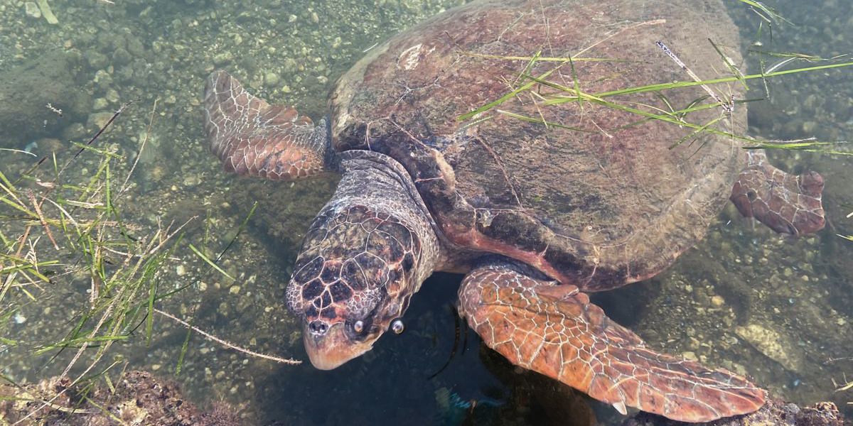 freiwilligenarbeit-griechenland-kefalonia-meeresschildkroete-an-wasseroberflaeche-natucate
