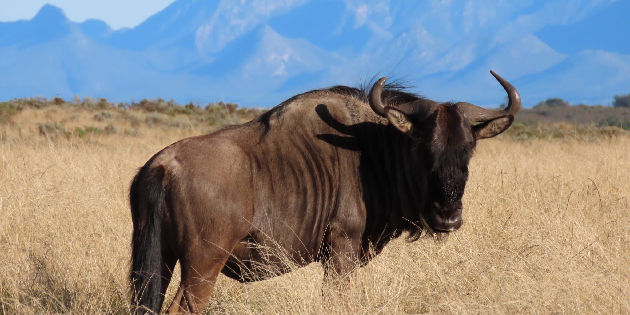 Ein Streifengnu, auch als Blaues Gnu bezeichnet, steht als Grasfresser in offenen Steppen Afrikas mit Bergen im Hintergrund.
