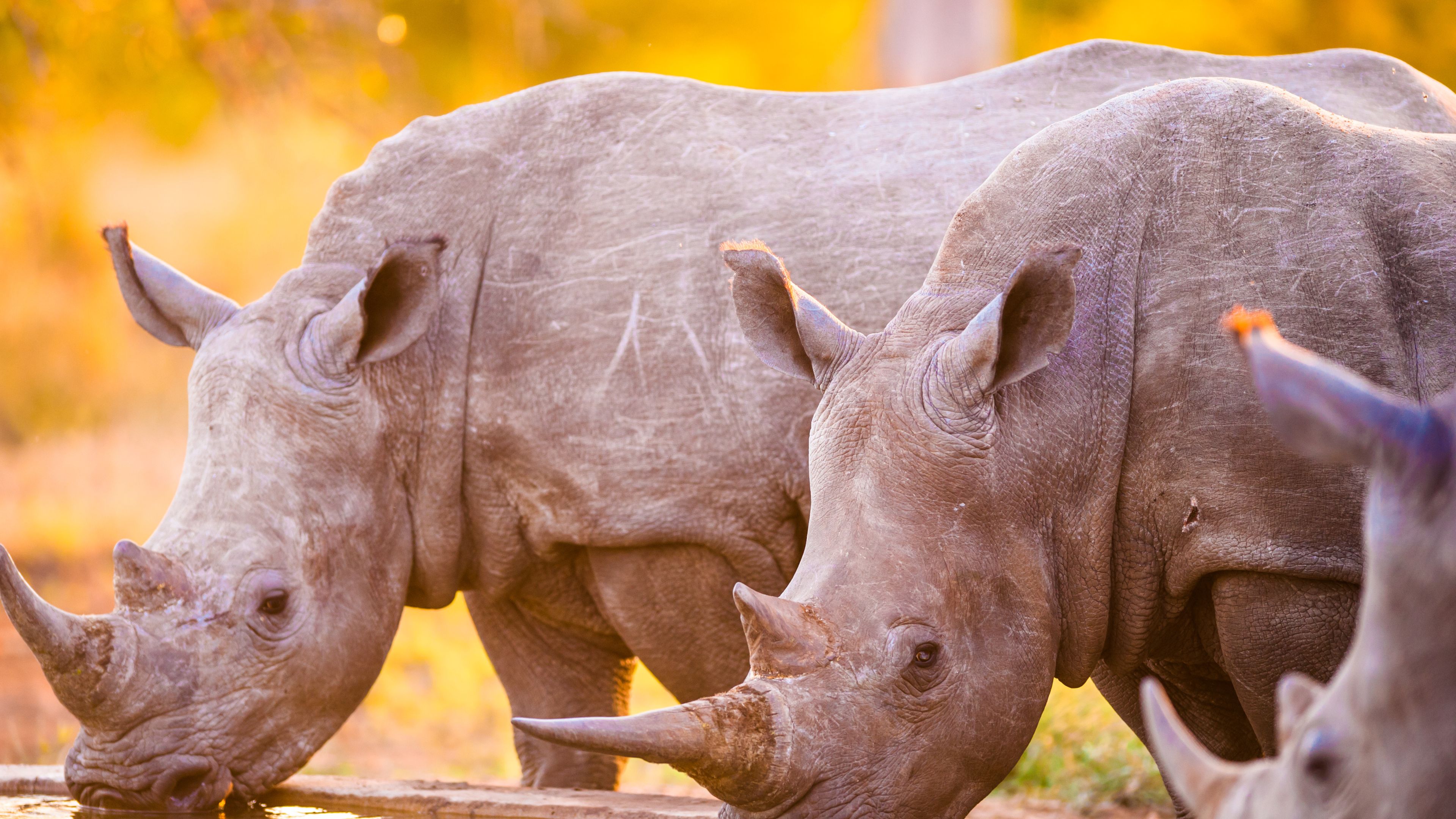 Three rhinos drinking from a standpost in Botswana's Okavango Delta