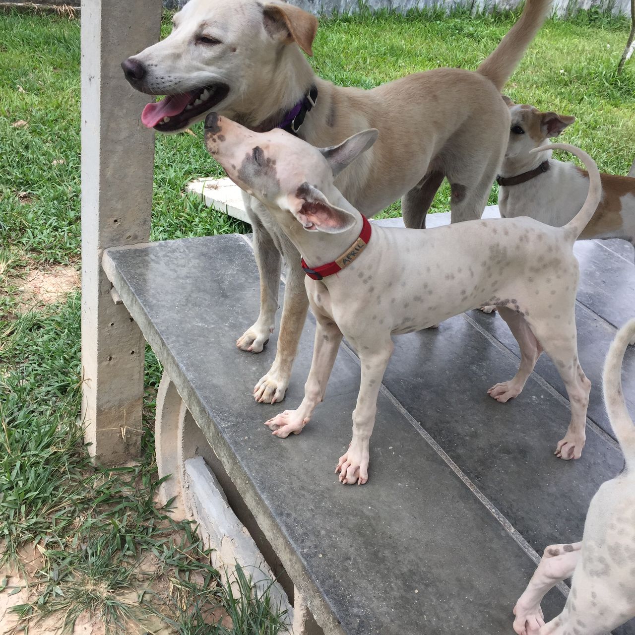 freiwilligenarbeit-thailand-erfahrungsbericht-tierschutz-hunde-natucate