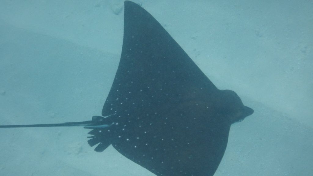 freiwilligenarbeit-seychellen-erfahrungsbericht-artenschutz-kundenfotos-rochen-natucate