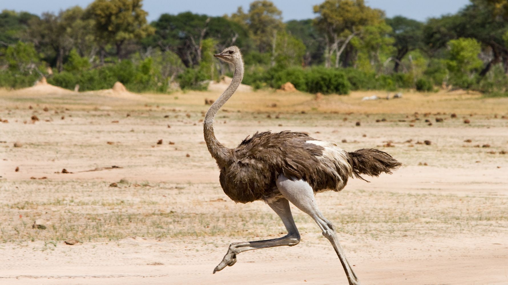 Emu walks through Hwange National Park
