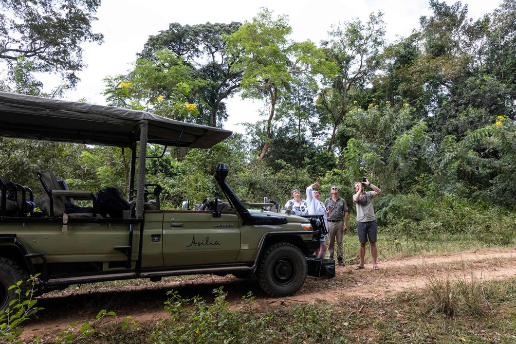 natucate-pwe-tanzania-rubondo-drive-guests