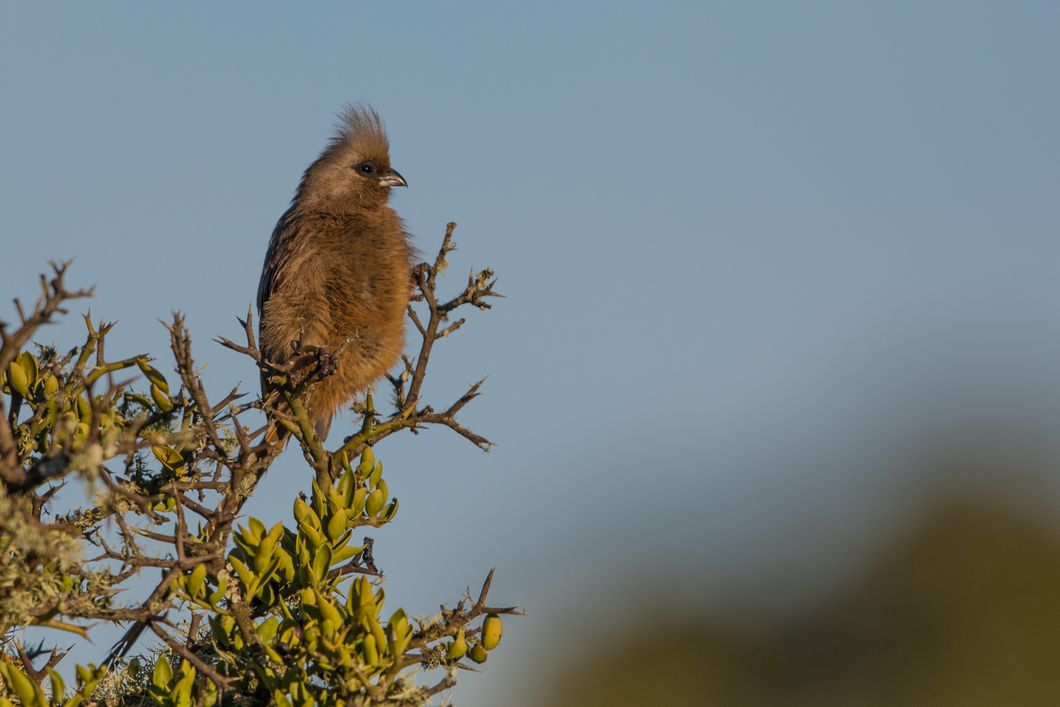 safari-botswana-expedition-okavango-delta-birding