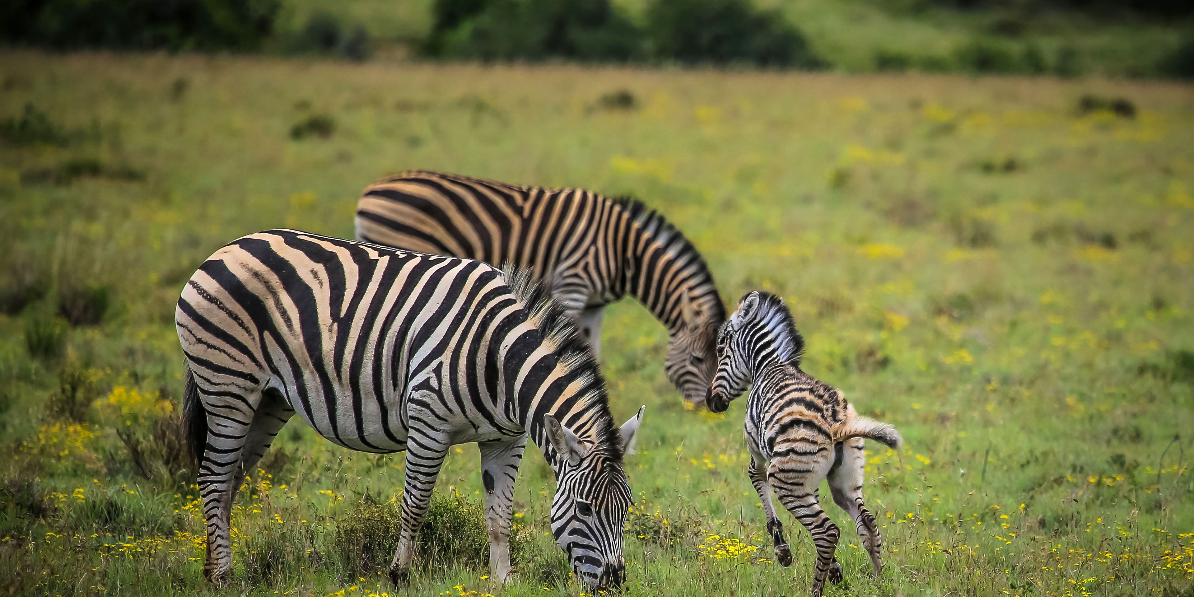 Zwei ausgewachsene Zebras grasen in einem suedafrikanischen Game Reserve, waehrend ein Jungtier neben ihnen herumtollt