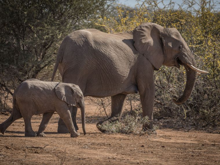 rangerausbildung-wissen-saeugetiere-elefanten-natucate