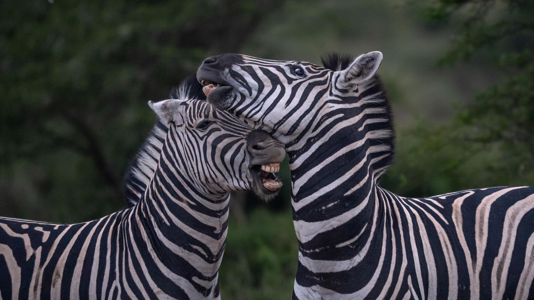 Two Zebras