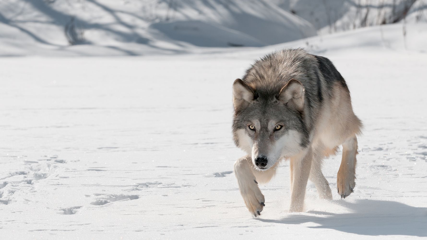 Tiere in Europa: Wolf in einer Schneelandschaft in der Slowakei
