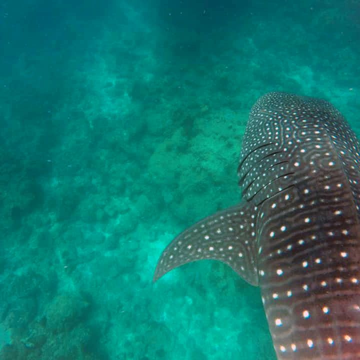 Freiwilligenarbeit Malediven: Walhai im Indischen Ozean