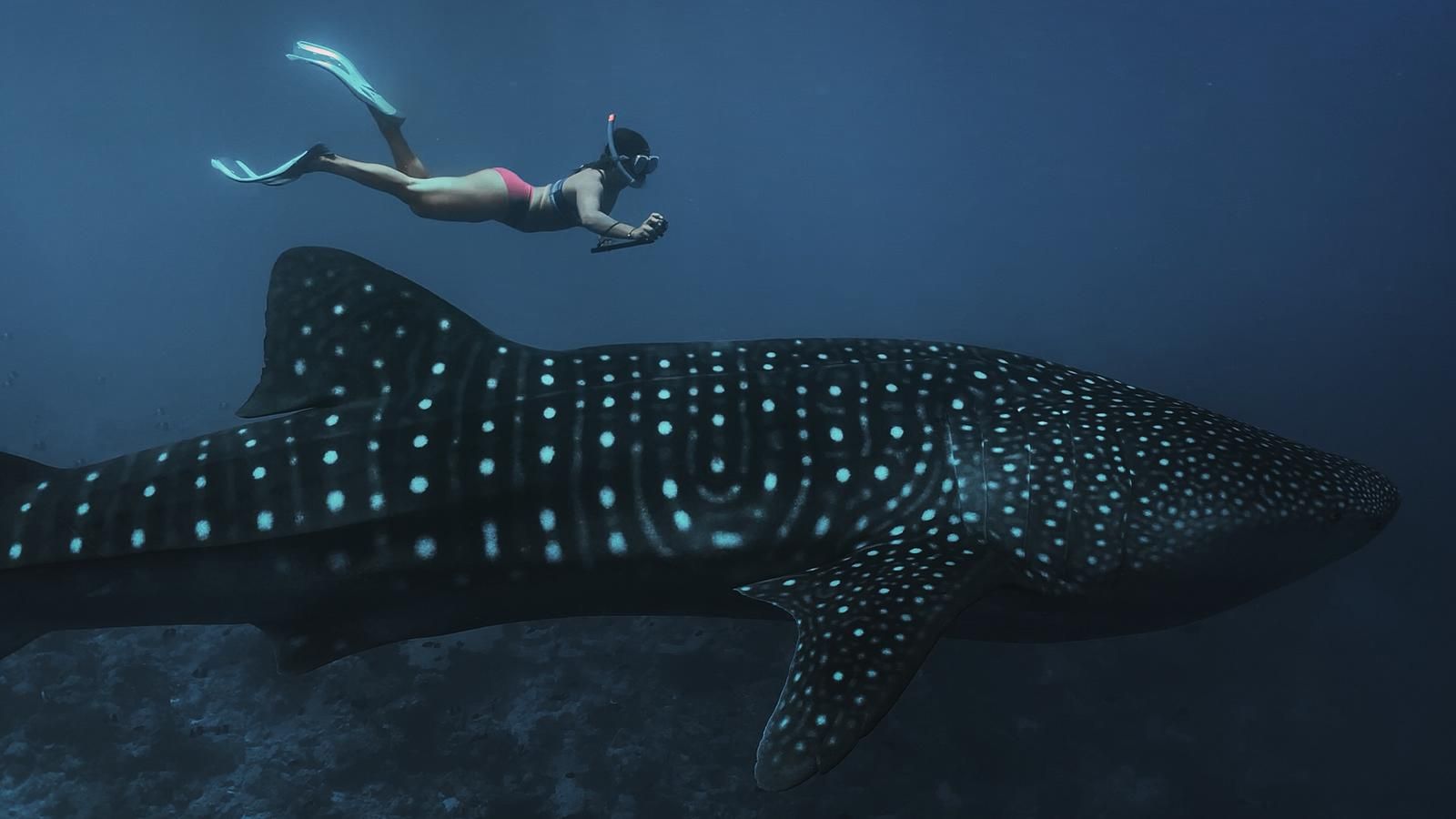 Eine Artenschutz-Voluntaerin taucht mit einem Walhai im Meer der Malediven