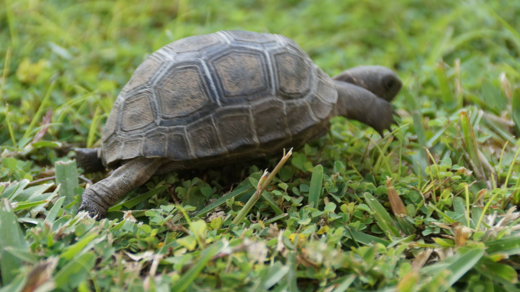 freiwilligenarbeit-seychellen-artenschutz-erfahrungsbericht-kundenfotos-kleine-schildkroete-natucate