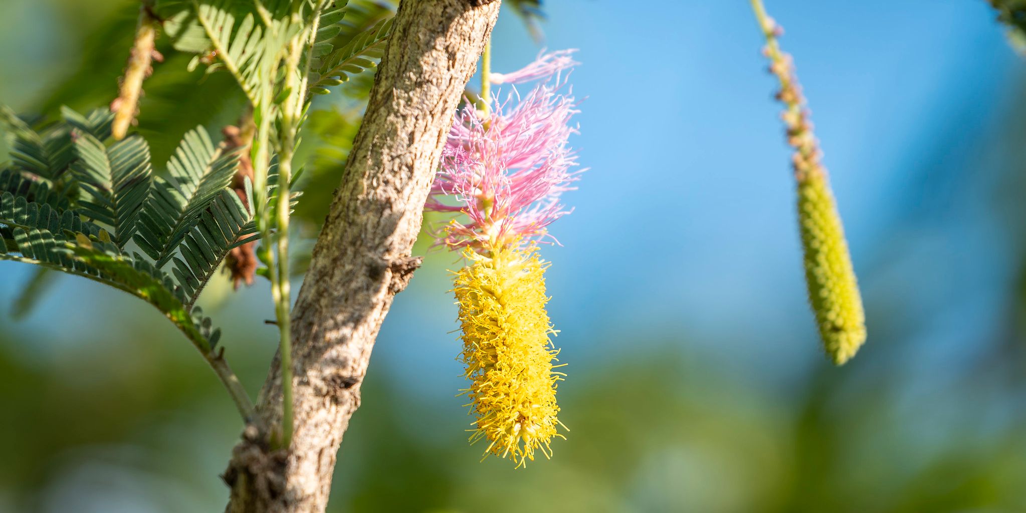 natucate-guide-courses-bw-south-africa-christmas-tree