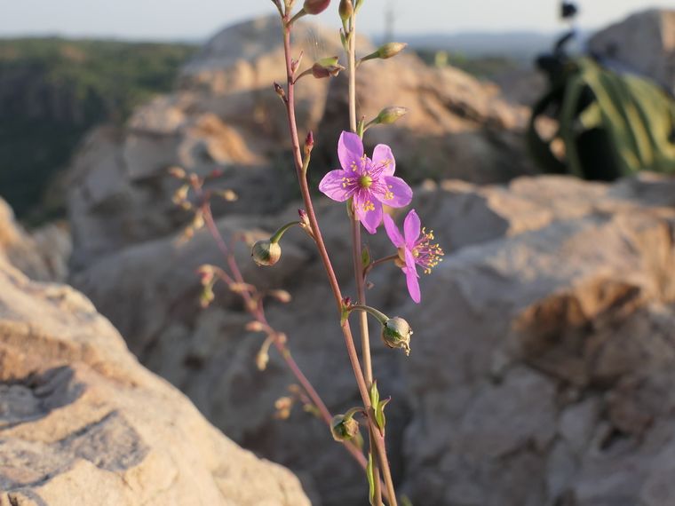 erfahrungsbericht-suedafrika-naturausbildung-tracking-fotografie-kundenfotos-blume-natucate