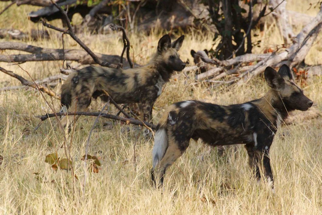 Zwei Wildhunde in der afrikanischen Savanne visieren ein zuvor entdecktes Objekt an.