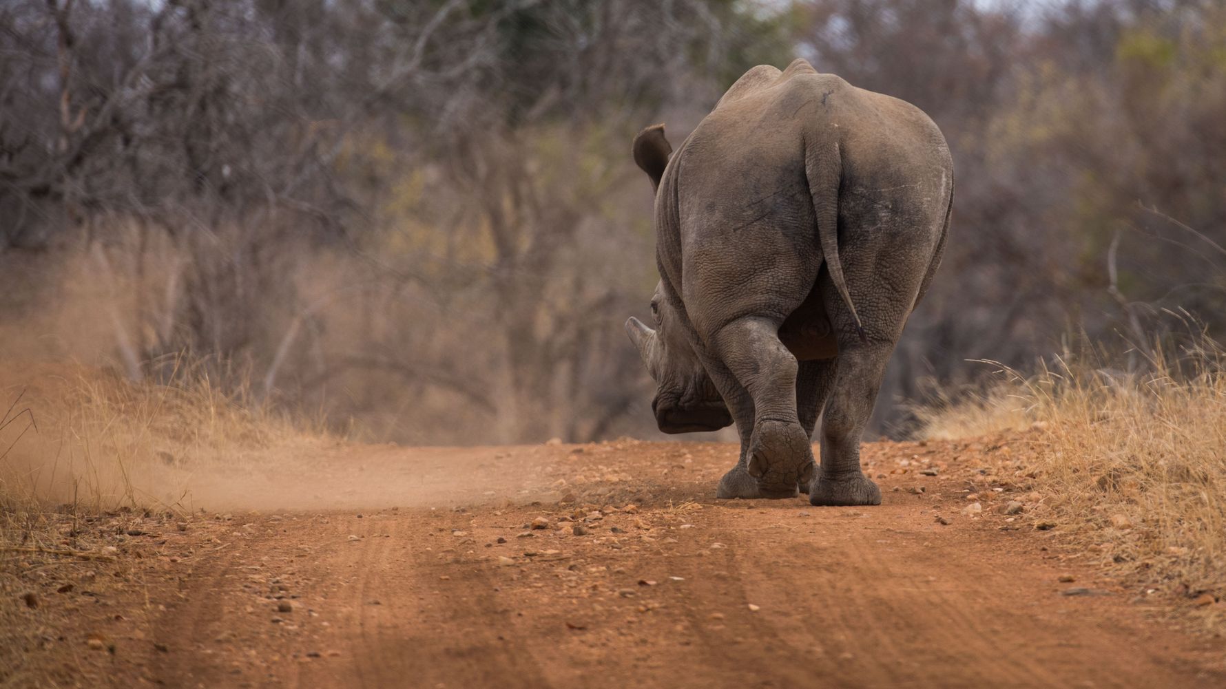 rangerausbildung-wissen-saeugetiere-nashorn-natucate