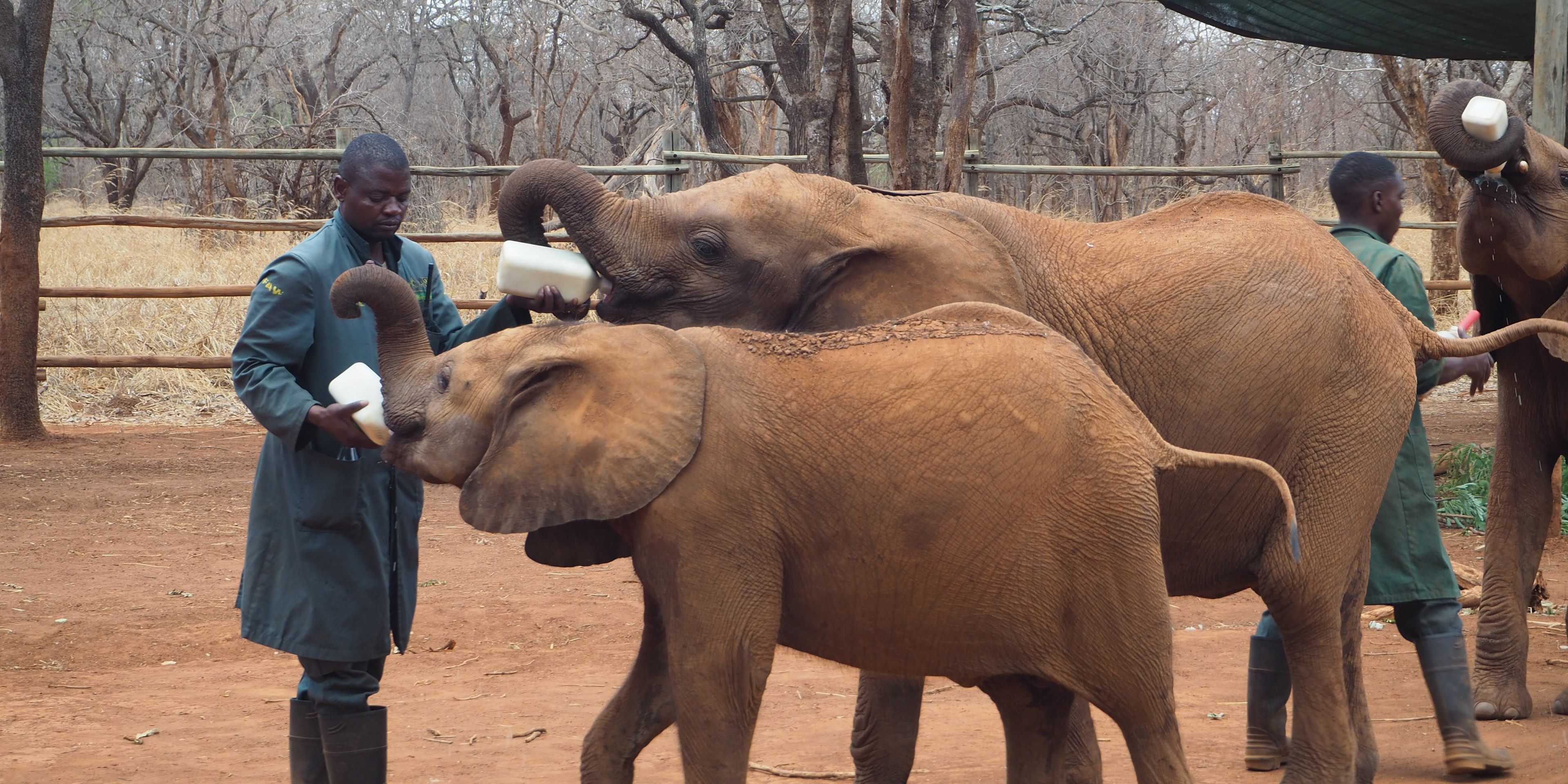 Keepers feed young elephants in the elephant nursery near Lusaka