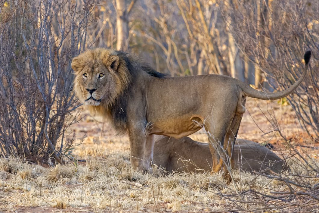 natucate-private-wilderness-experience-hwange-zimbabwe-lion-pair