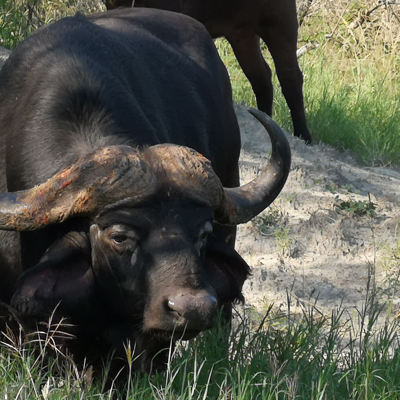 erfahrungsberichte-naturreise-suedafrika-ecoquest-wynne-bueffel-natucate