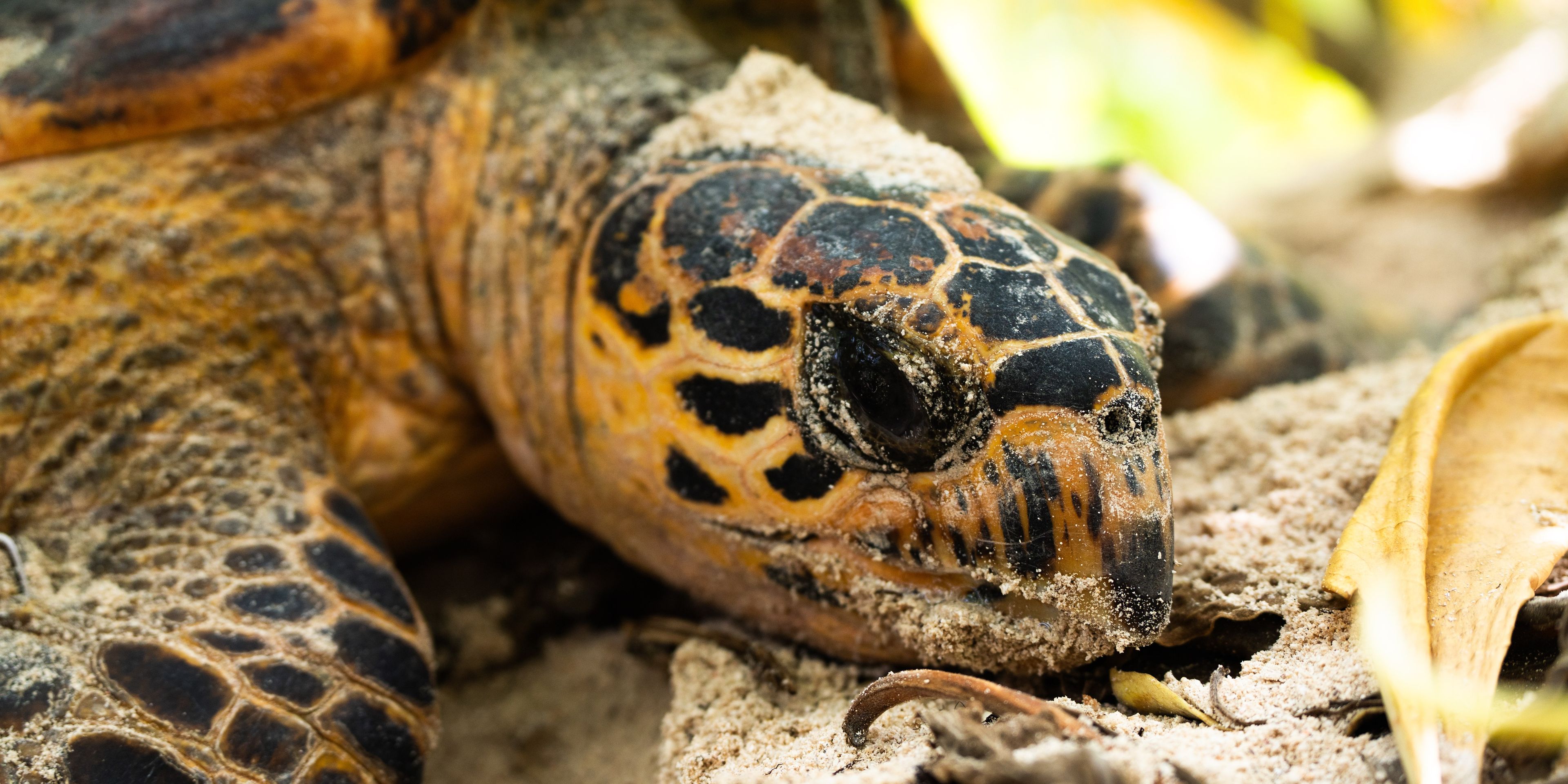 natucate-travel-volunteering-seychelles-platte-island-turtle-head
