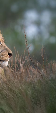natucate-safari-okavango-delta-expedition-lion-grass