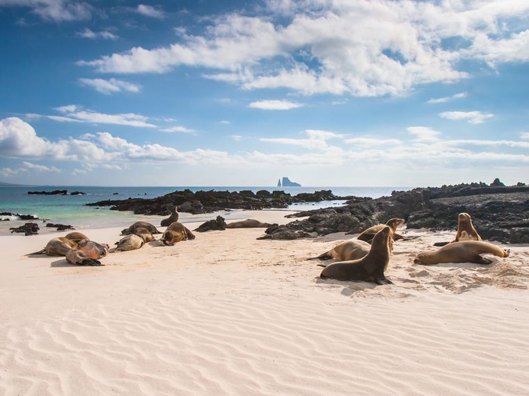 natucate-country-info-ecuador-galapagos-seals