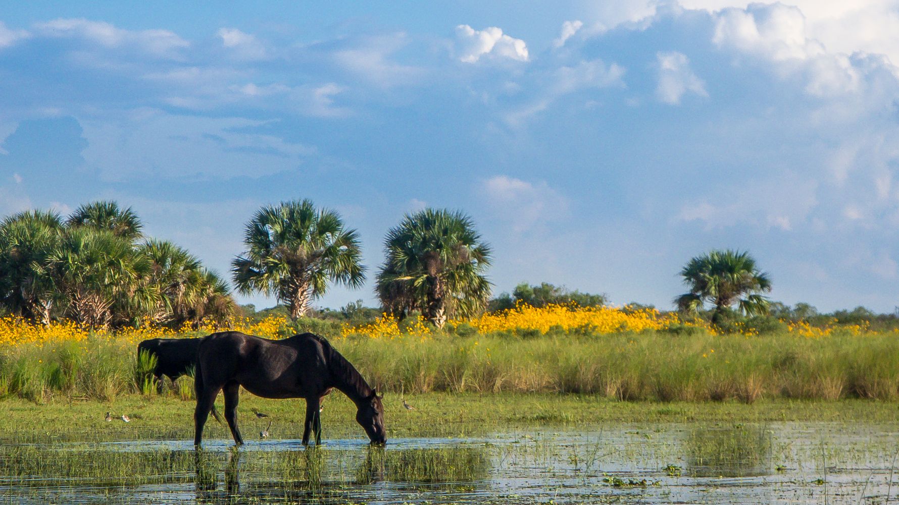 Volunteering with horses in Florida: A horse is drinking in the wetlands of the US Southeast