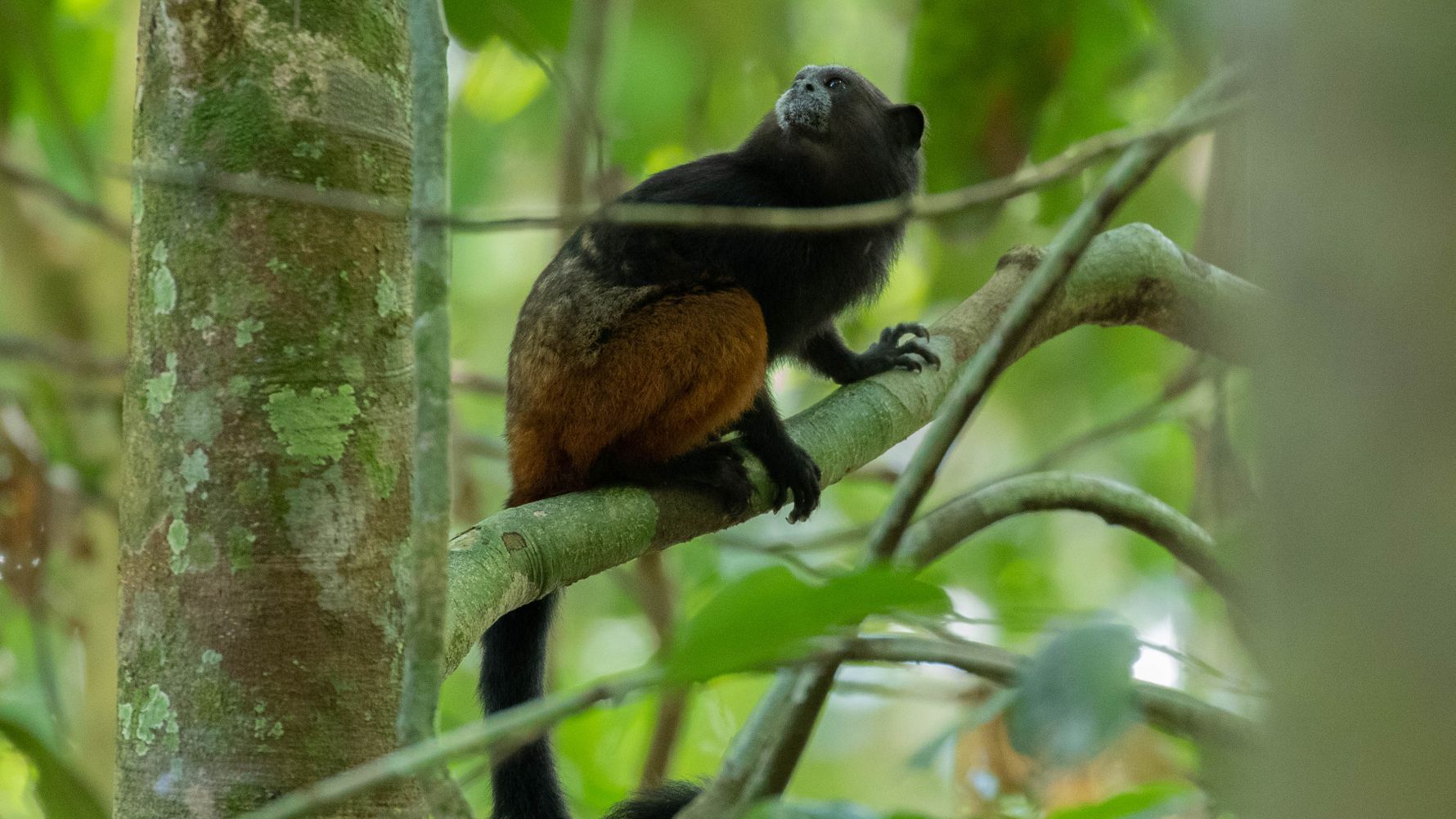 blog-ratgeber-peru-amazonas-regenwald-fauna-natucate