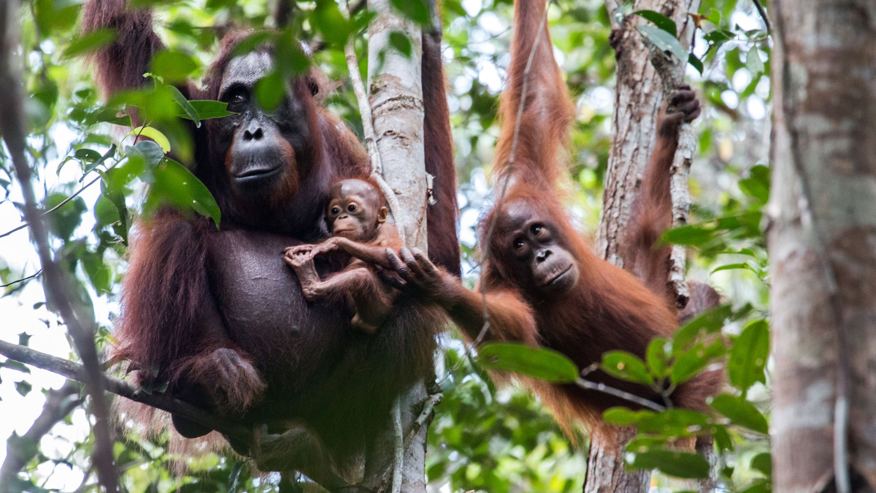 Freiwilligenarbeit Indonesien: Orang-Utans in Borneos Sebangau-Wald