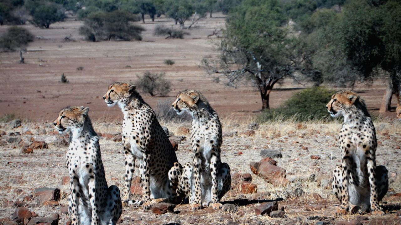 erfahrungsberichte-safari-guide-rangerausbildung-junge-geparden-natucate