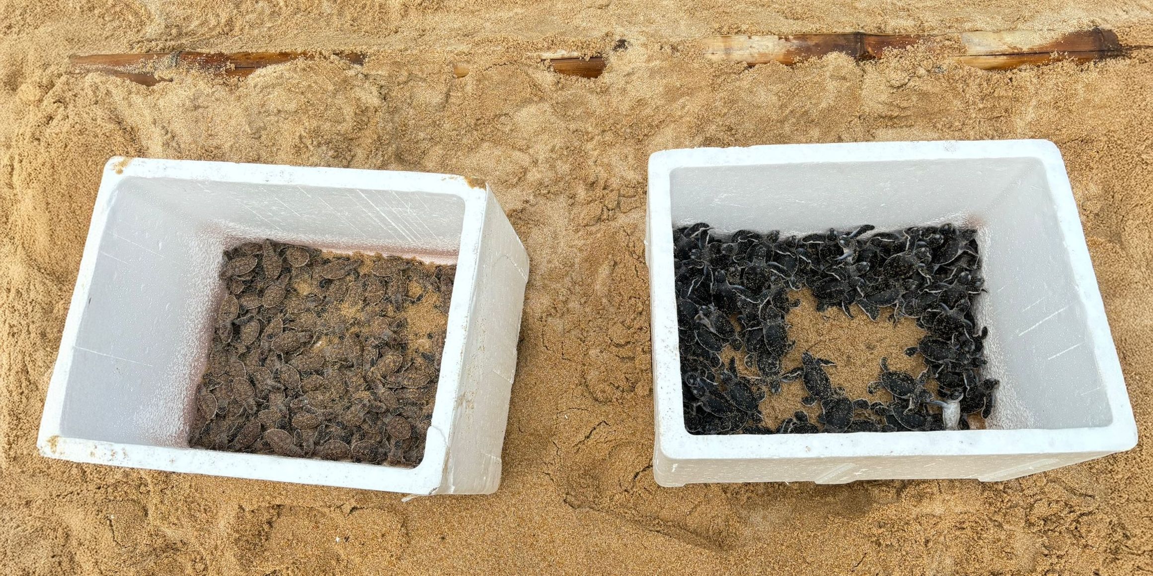 Two boxes with baby turtles