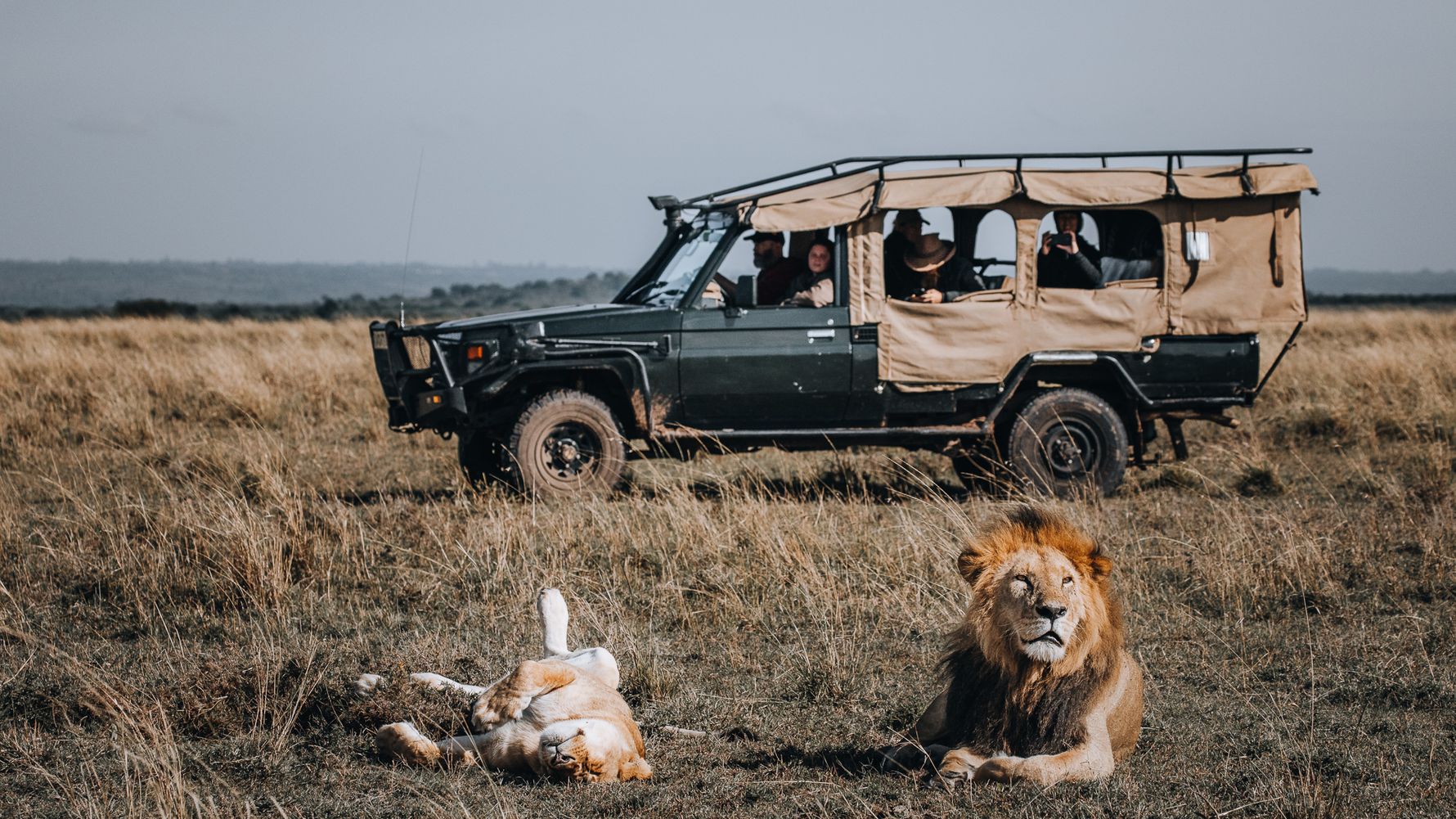Game Drive and lion couple